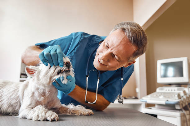 Best Emergency Dental Care for Broken or Chipped Teeth in Ruidoso Downs, NM